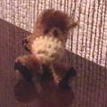 #konik #maskotka #szydełko #crocheted #crochet #brelok