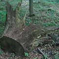 WOLFSCHANZE