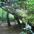 WOLFSCHANZE