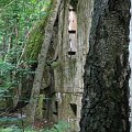 WOLFSCHANZE