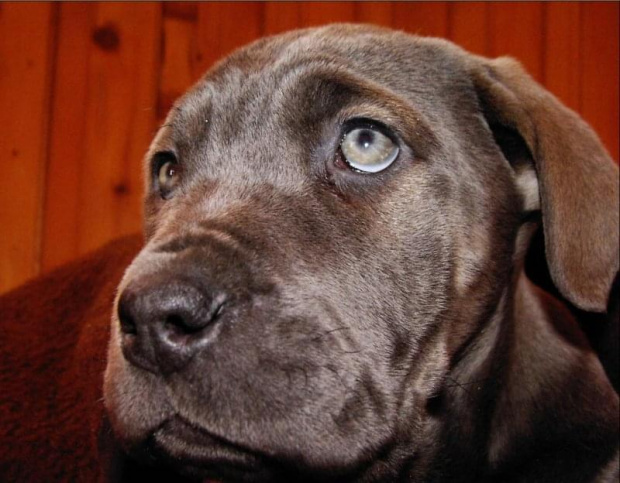 Cane Corso