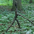 WOLFSCHANZE
