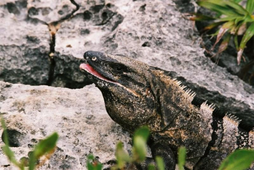 mexico_iguana