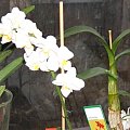 http://www.fotosik.pl/pokaz_obrazek/ftf5iye0blpipc4a.html