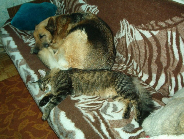Angora śpi razem z Griszą... jak pies z kotem ...
