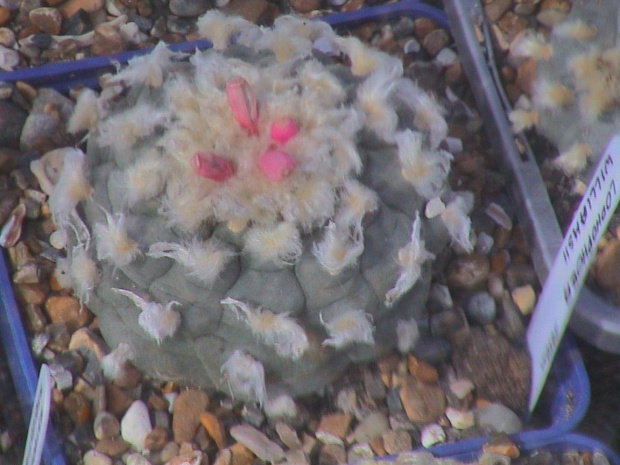 Lophophora williamsii