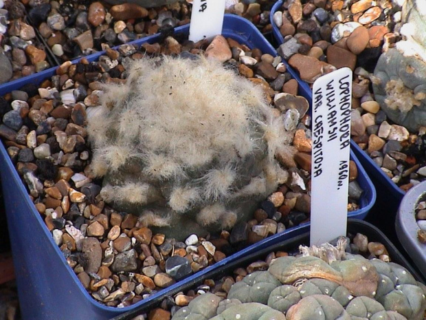 Lophophora jourdaniana