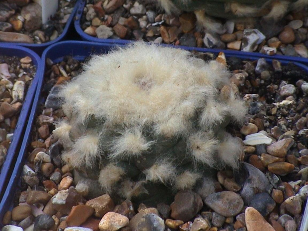 Lophophora jourdaniana