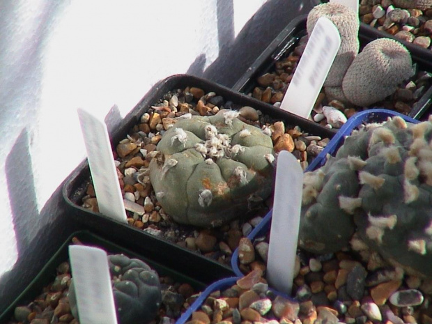 Lophophora williamsii v.friccii