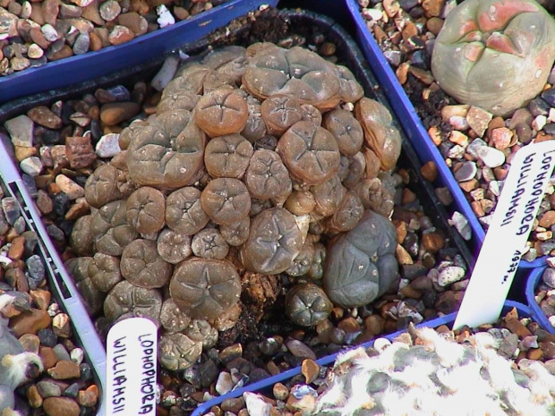 Lophophora williamsii v.caespitosa