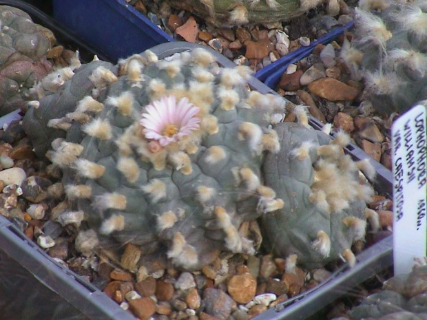 Lophophora williamsii