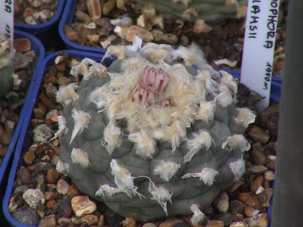 Lophophora williamsii