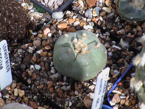Lophophora diffusa v. koehresii