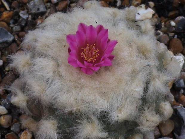 Lophophora jourdaniana