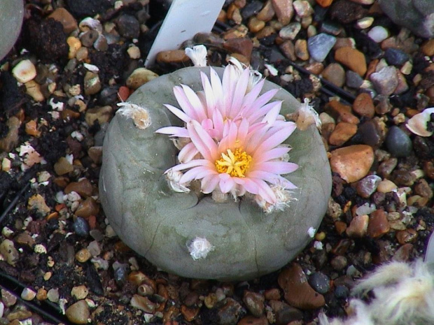 Lophophora diffusa