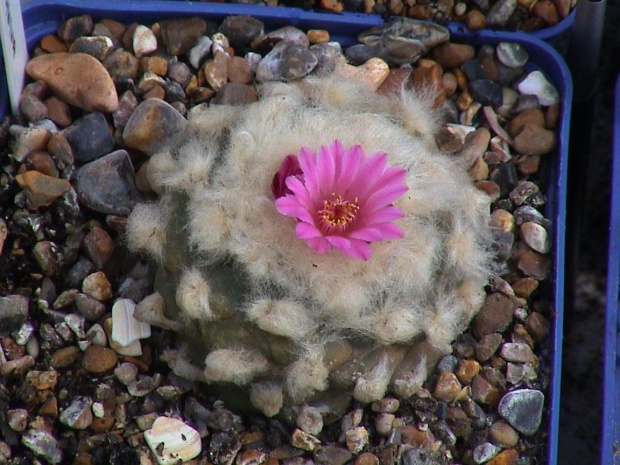 Lophophora jourdaniana