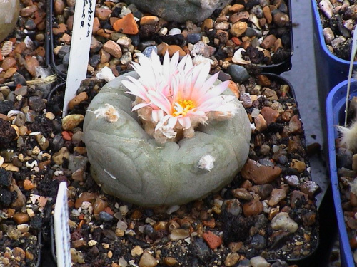 Lophophora diffusa