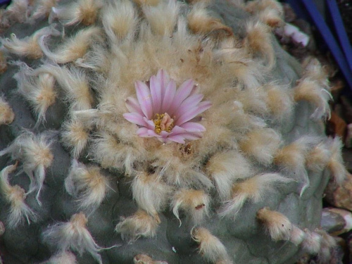 Lophophora williamsi