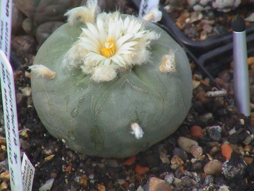 Lophophora diffusa v.lutea