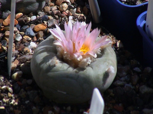 Lophophora diffusa