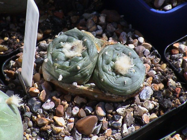 Lophophora Sp San Francisco SLP