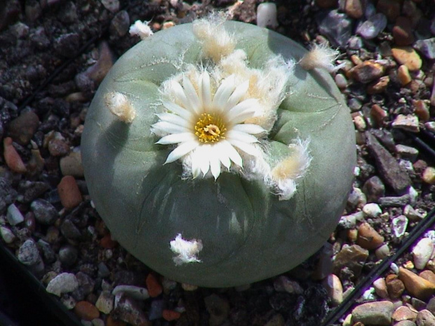 Lophophora diffusa v.lutea