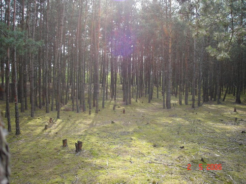 Las przy ul.Krakówka w Płocku