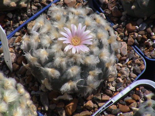 Lophophora williamsii El Huizache