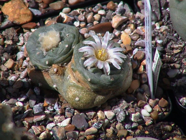 Lophophora sp_ San Francisco SLP