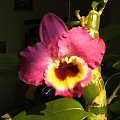 Dendrobium nobile