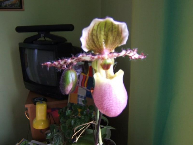 Paphiopedilum