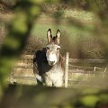 zwierzątka, którym udało się zrobić ładne zdjęcia