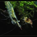 Caridina gracilirostris "Red Nose"