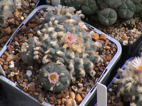 Lophophora williamsii