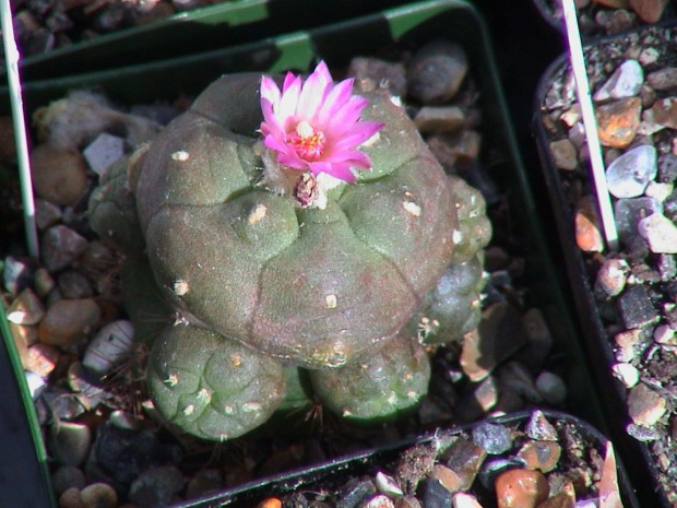 Lophophora jourdaniana szczepiona