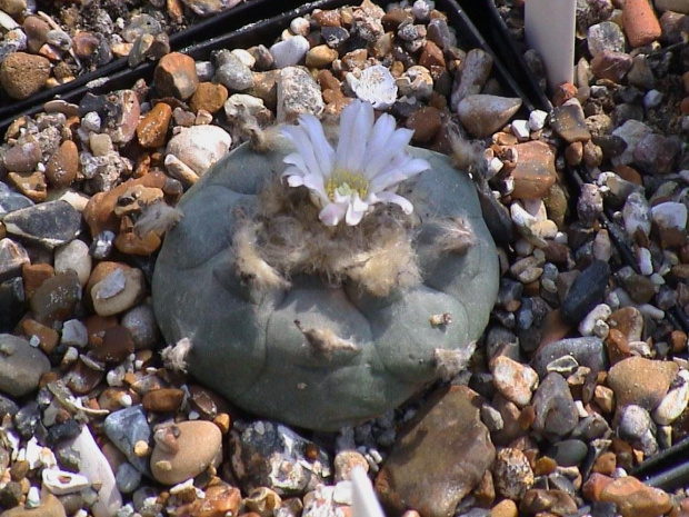 Lophophora williamsii v.texensis