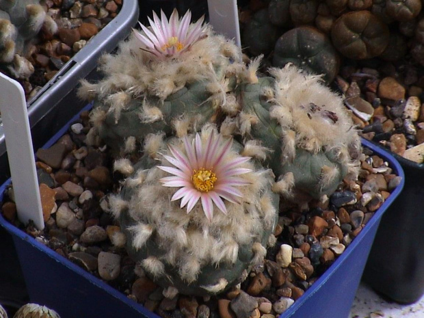 Lophophora diffusa v. koehresii