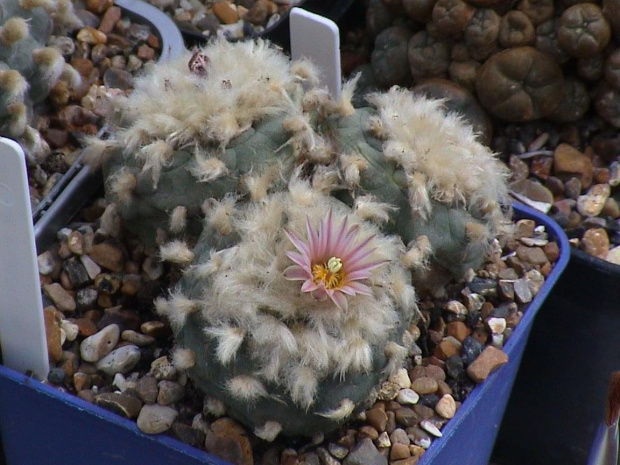 Lophophora diffusa v. koehresii