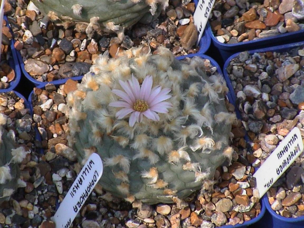 Lophophora williamsii