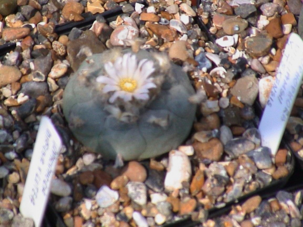 Lophophora williamsii v.texansis