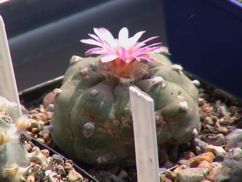 Lophophora williamsii v.friccii