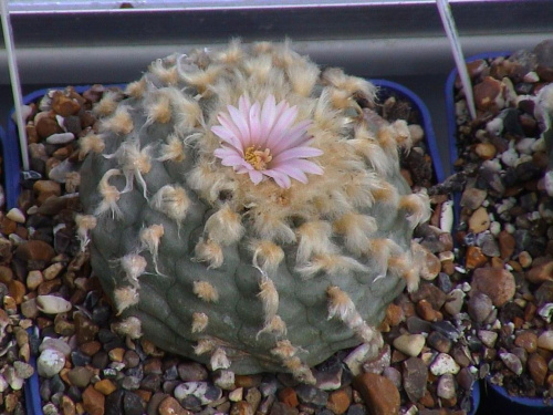 Lophophora williamsii