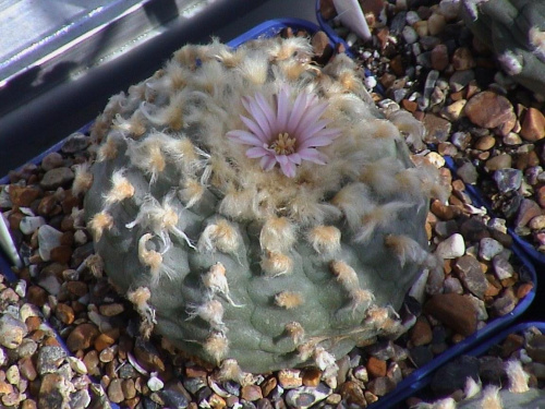 Lophophora williamsii