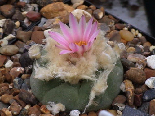 Lophophora diffusa v.decipiens