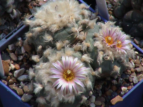 Lophophora diffusa v. koehresii