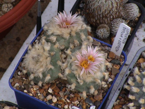 Lophophora diffusa v. koehresii