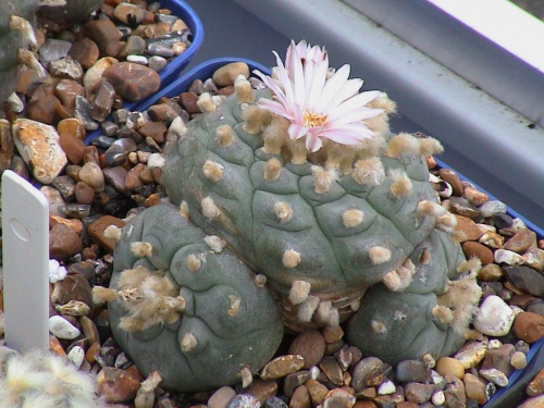 Lophophora williamsii SB854