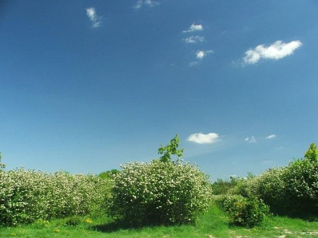 Kazimierz Dolny - plantacja aronii przy ulicy Dębowe Góry