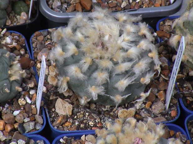 Lophophora williamsii El Huizache