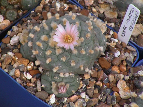 Lophophora williamsii